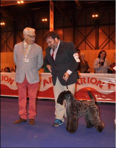 Kerry Blue Terrier. Ch. Viña Urdina de La Cadiera. Exc. 1-CACIB y BOS. 