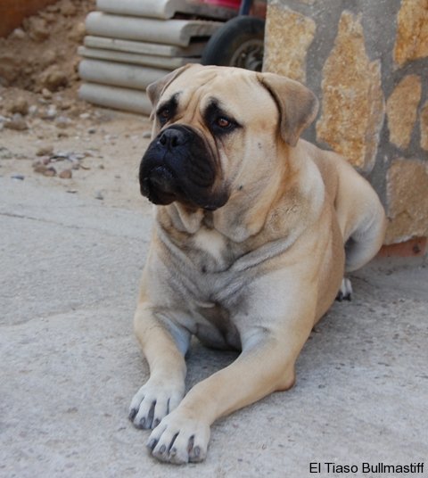 Bullmastiff. Artemisa De El Tiaso.