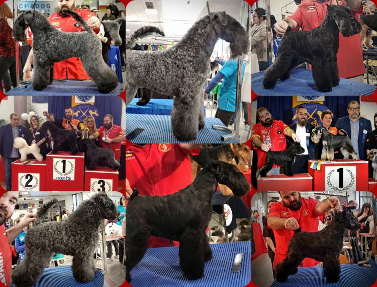 Tijeras de Oro 2018.