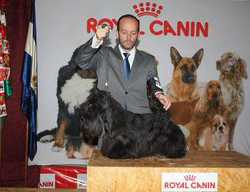 Scottish Terrier. De Magic Illusions Acdc At Treysas´s.