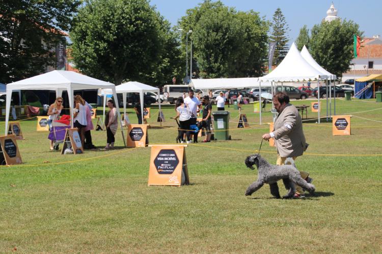 Kerry Blue Terrier.  Ch. Angus de Liott. Exc. 1º CAC CACIB.. Kerry Blue Terrier.  Ch. Angus de Liott. Exc. 1º CAC CACIB..