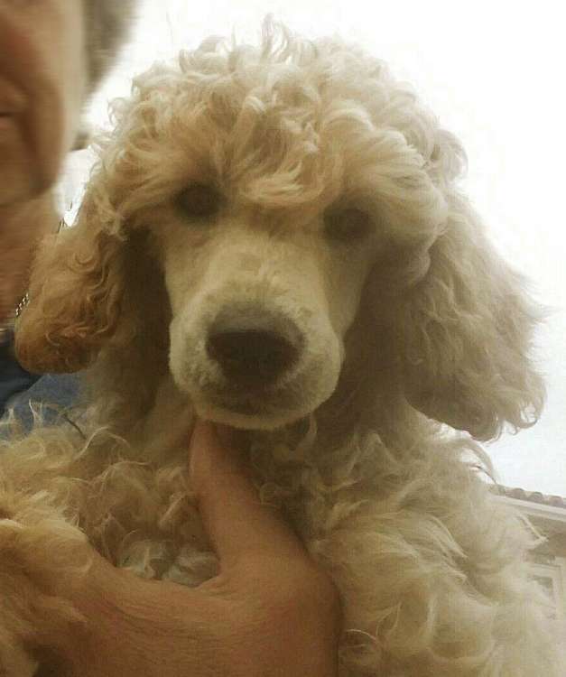 Caniche. Camada 3O. La Cadiera Oro de Ley. 2 meses.