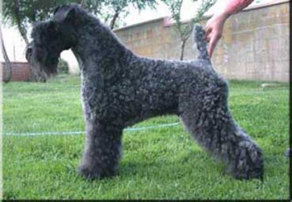 Kerry Blue Terrier. Doña Ines de La Cadiera.  Kerry Blue Terrier. Doña Ines de La Cadiera.