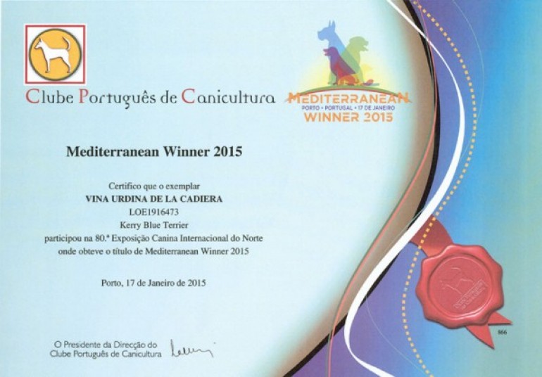 Kerry Blue Terrier. Ch. Viña Urdina de La Cadiera. Exc. 1ª-CACIB y BOS. 