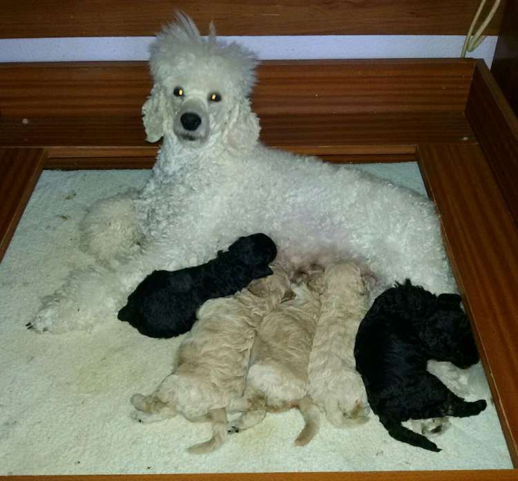 Camada 3L. Con 25 días.