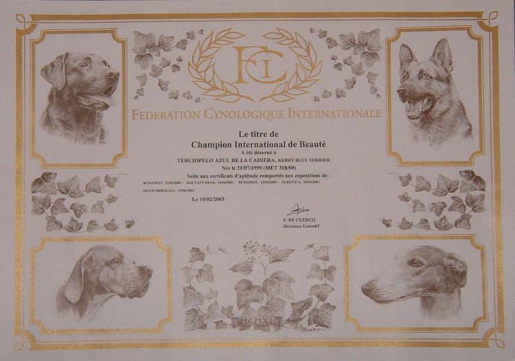 Kerry Blue Terrier.  International Ch. Terciopelo Azul de La Cadiera at Dinnyesvarosi.