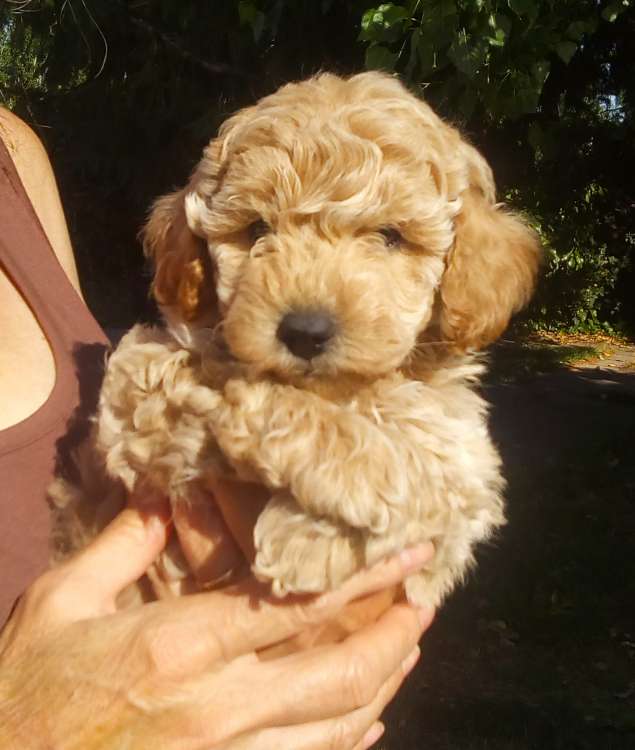 Camada 3L. La Cadiera La Vie en Rose. Hembra. 6 semanas.