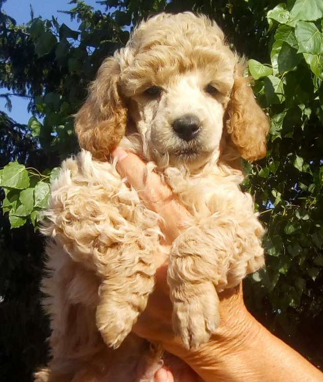 Caniche. Camada 3L. La Cadiera Leonidas. Macho. 6 semanas.