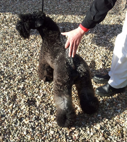 Kerry Blue Terrier. Volzhskiy Arkos Zippo de La Cadiera.