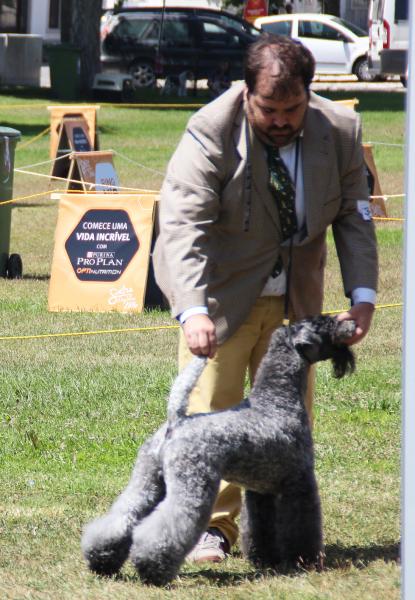 Kerry Blue Terrier.
