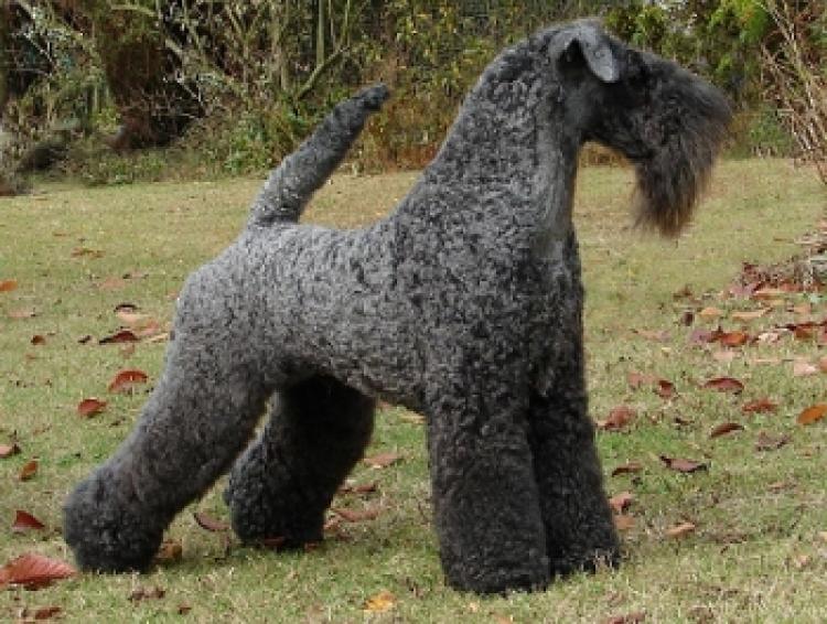 Ch. Dandy Black & Blue Rokoko. Kerry Blue Terrier.  Ch. Dandy Black   Blue Rokoko. Ch. Dandy Black & Blue Rokoko. Kerry Blue Terrier.  Ch. Dandy Black   Blue Rokoko.