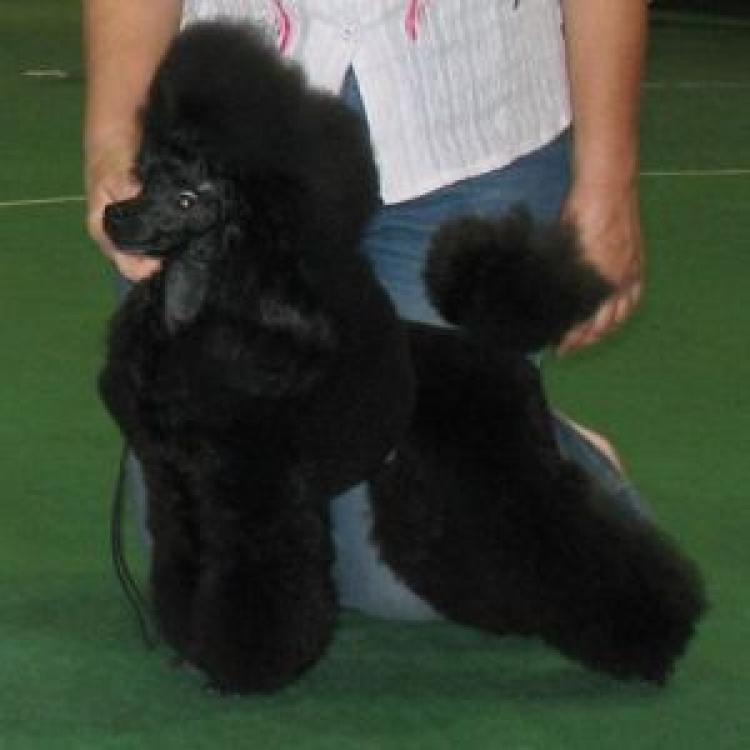 Caniche.  Ch. Zhuchok Krasavchik Iz Zimnich Grez.