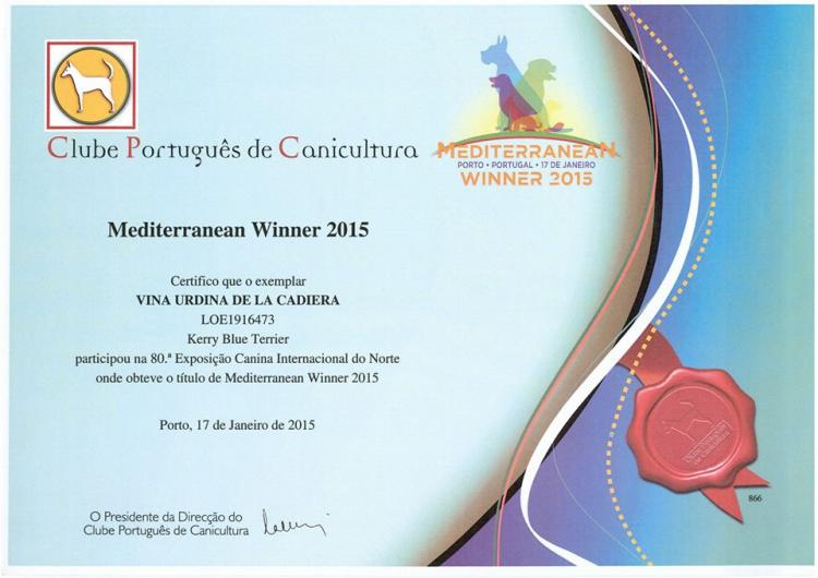 Kerry Blue Terrier.  Mediterranean Ch. Viña Urdina de La Cadiera.