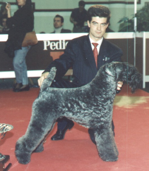 Kerry Blue Terrier.  Ch. Master Rathlin Van Daelenbroek.