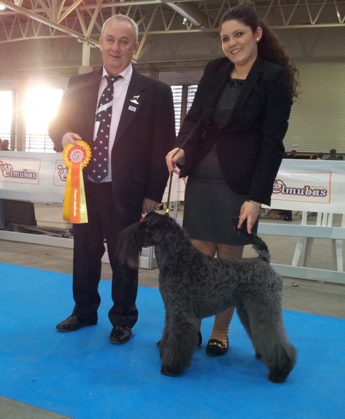 Kerry Blue Terrier. Ch. Quinta Esencia de La Cadiera. Exc. 1ª Best Veteran   B.I.S. Veteran Class. Kerry Blue Terrier. Ch. Quinta Esencia de La Cadiera. Exc. 1ª Best Veteran   B.I.S. Veteran Class.