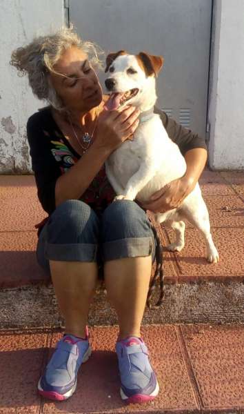 Jack Russell Terrier. Zeus en el Hotel Rural Canino La Cadiera