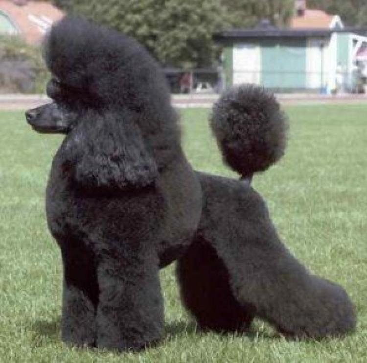 Caniche.  Ch. Kudos Sophisticated Lady.