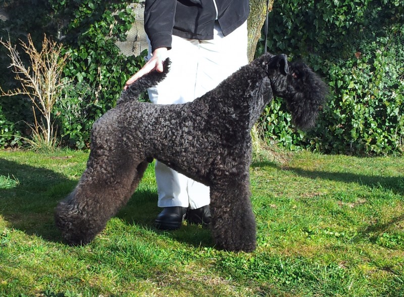 Kerry Blue Terrier. Volzhskiy Arkos Zippo de La Cadiera.