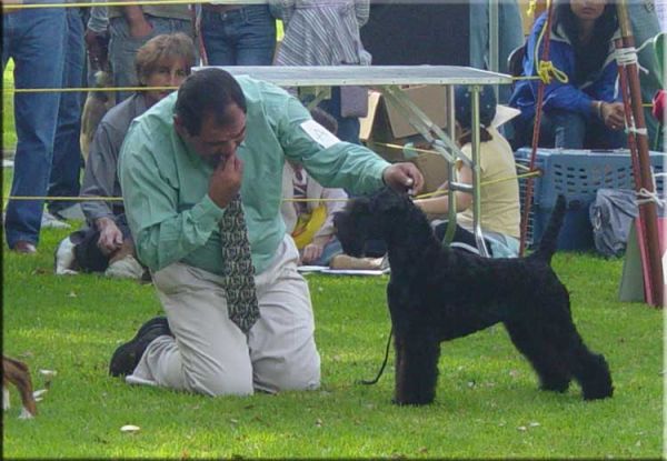 Kerry Blue Terrier. Ch. Ivanhoe de La Cadiera. 