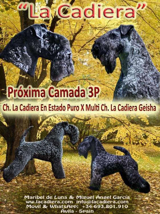 Kerry Blue Terrier. Camada 3P.