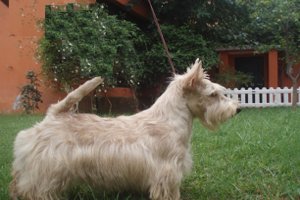 Scottish Terrier. Downtown Rita At Treysas.