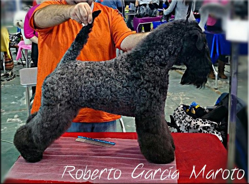 Kerry Blue Terrier. Multi Ch. Bluemont Analivia Purabella at La Cadiera