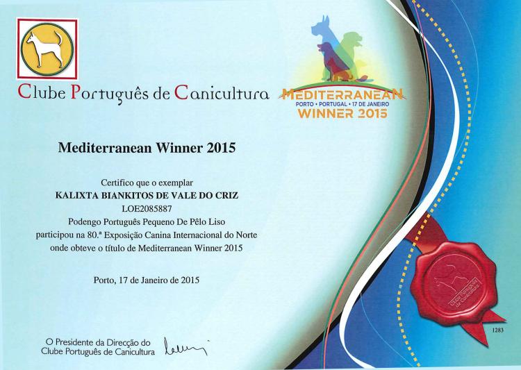Podenco Portugués.  Titulo Mediterranean Winner Ch. Kalixta Biankitos de Vale do Cruz. Podenco Portugués.  Titulo Mediterranean Winner Ch. Kalixta Biankitos de Vale do Cruz.