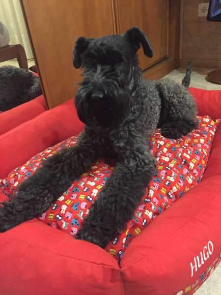 Kerry Blue Terrier. Claro de Luna de La Cadiera es Hugo.