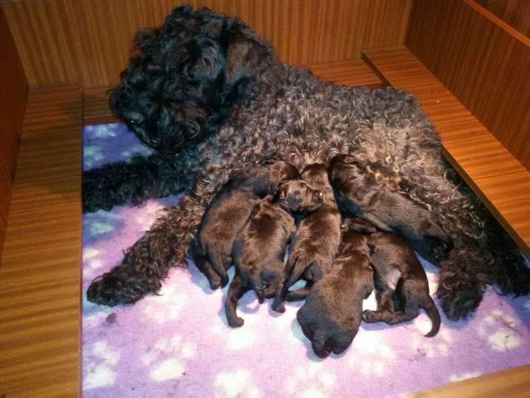 Camada 3K. Con 11 días.