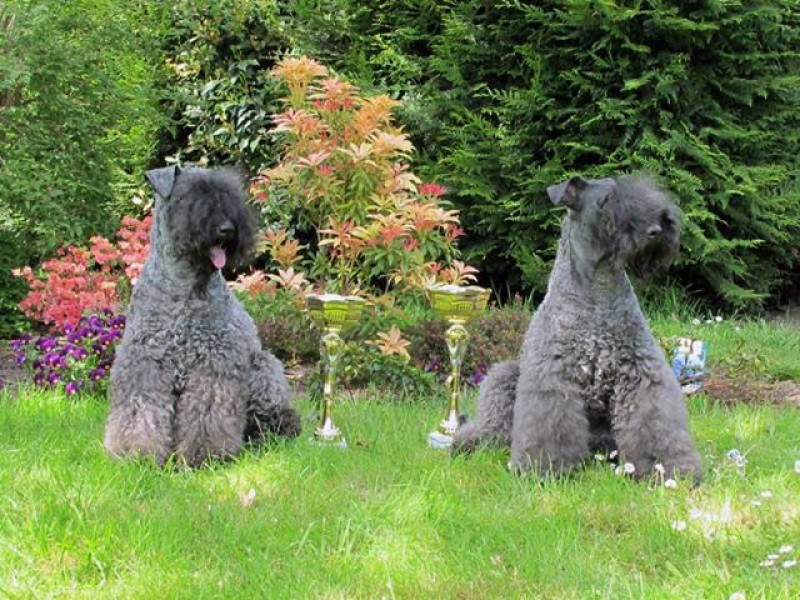 Kerry Blue Terrier. Simply the Best de La Cadiera   Kiki