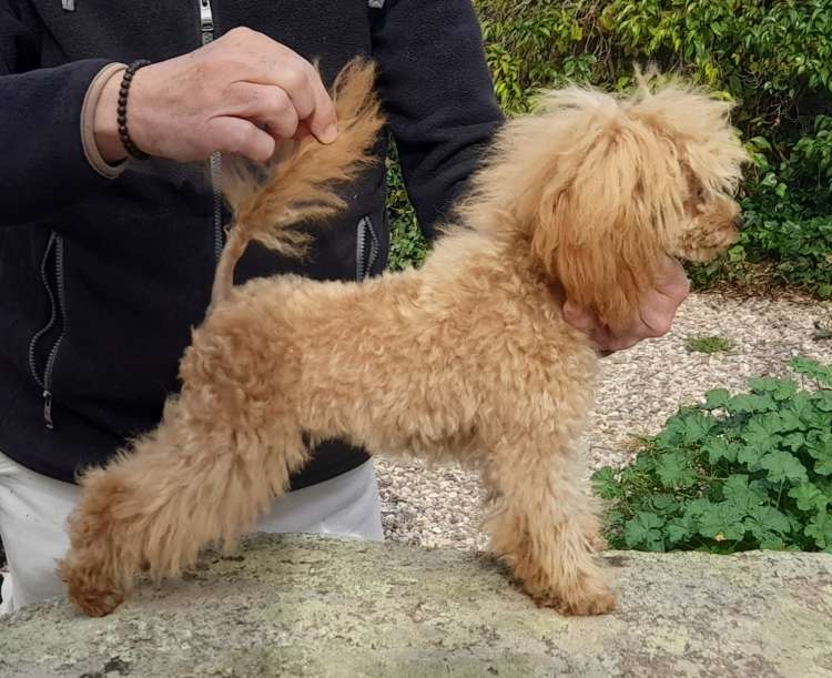 Caniche. La Cadiera Canela Pura. Caniche. La Cadiera Canela Pura.