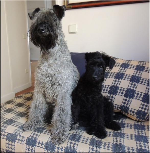 Kerry Blue Terrier. El caracter del Kerry Blue Terrier. Mishka & Chloe