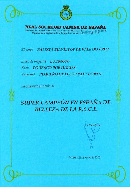Podenco Portugués.  Ch. Kalixta Biankitos de Vale do Cruz.
