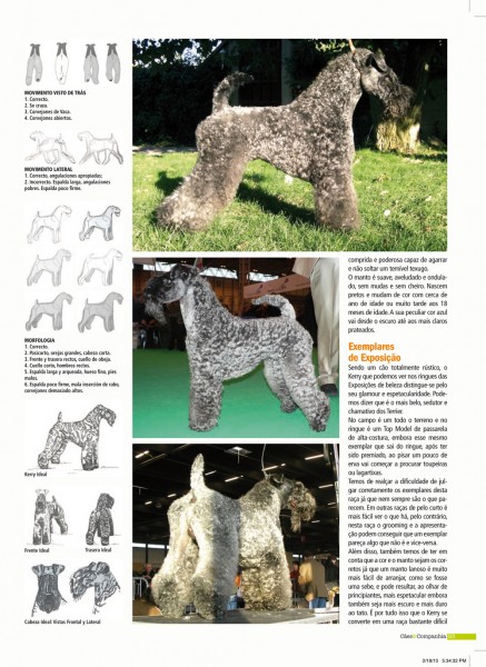Kerry Blue Terrier.