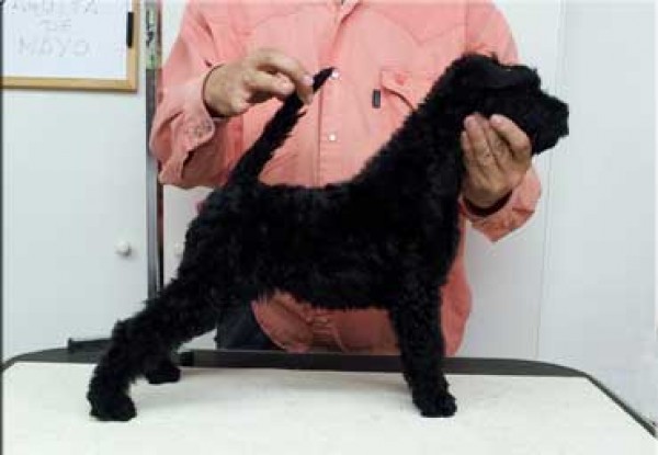 Kerry Blue Terrier. Ch. Aguita de Mayo de La Cadiera. 