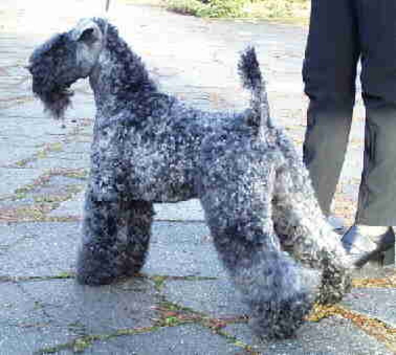 Kerry Blue Terrier. Louisburgh Gadhair Gorm World Winner