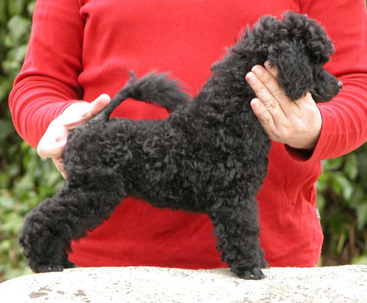 Caniche. Camada 3N. La Cadiera Nicodemo con 11 semanas.