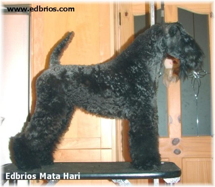 Kerry Blue Terrier.  Ch. Edbrios Mata Hari. Kerry Blue Terrier.  Ch. Edbrios Mata Hari.