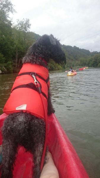 Kerry Blue Terrier.  Ch. Vin Diesel de La Cadiera es el Capitan Perri.