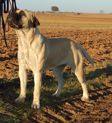 Bullmastiff. Bona Dea De El Tiaso.