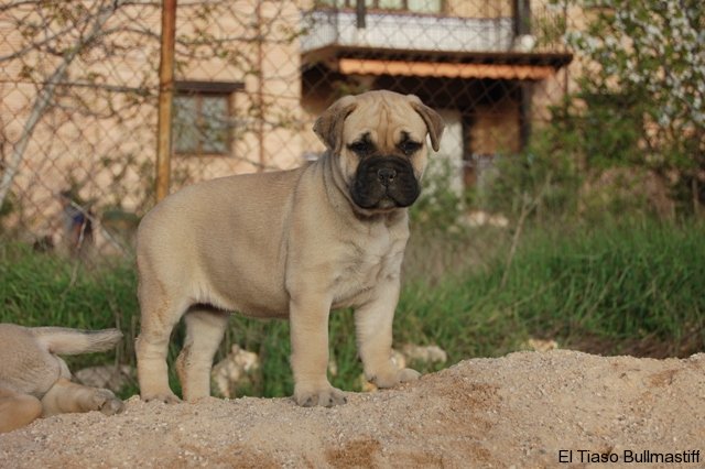Bullmastiff. Artemisa De El Tiaso.