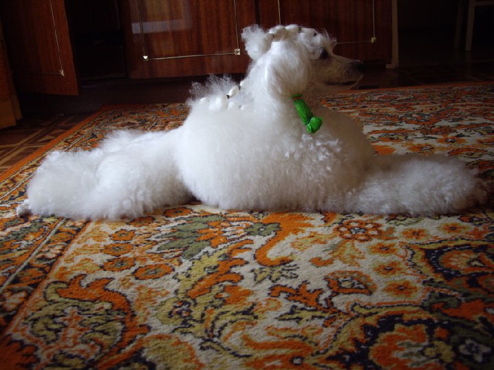 Caniche. Moja Variatsija Koroleva Shanteklera. Caniche. Moja Variatsija Koroleva Shanteklera.