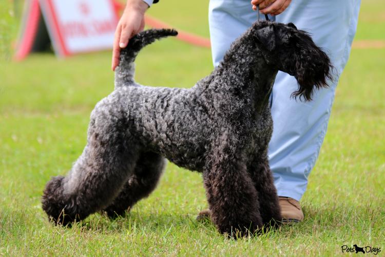 Kerry Blue Terrier. Multi Ch. Bluemont Analivia Purabella at La Cadiera