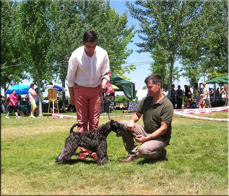 Kerry Blue Terrier. Ch. Bluemont Ena at La Cadiera. CCJ - Mejor de Raza Joven. 