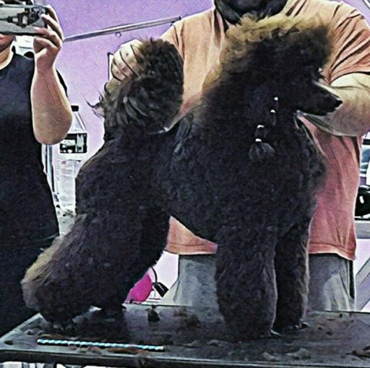 Trabajo con Caniche.