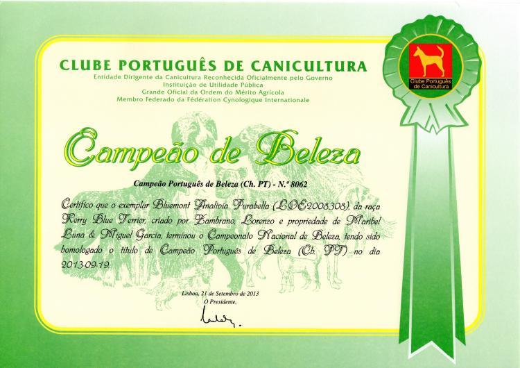 Kerry Blue Terrier.  Portugal Ch. Bluemont Analivia Purabella at La Cadiera.