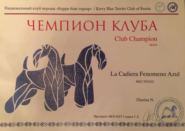 Kerry Blue Terrier.  Club Ch. La Cadiera Fenomeno Azul.