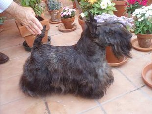 Scottish Terrier.  Ch. Dundee Boogie Woogie.