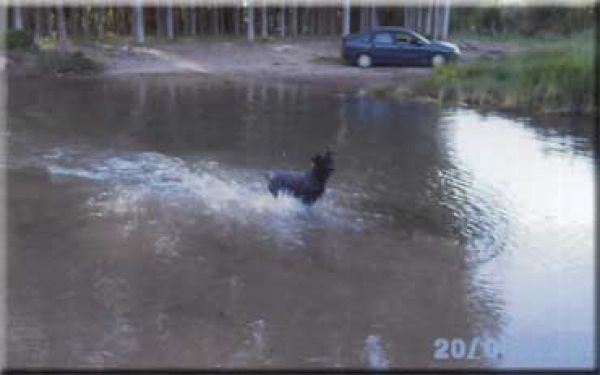 Kerry Blue Terrier. Wayne de La Cadiera. 