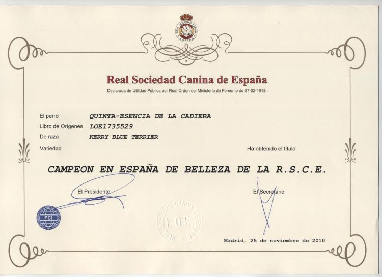 Kerry Blue Terrier.  Spain Ch. Quinta Esencia de La Cadiera.